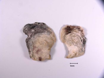 Media type: image; Malacology 186081   Description: preserved specimen;
